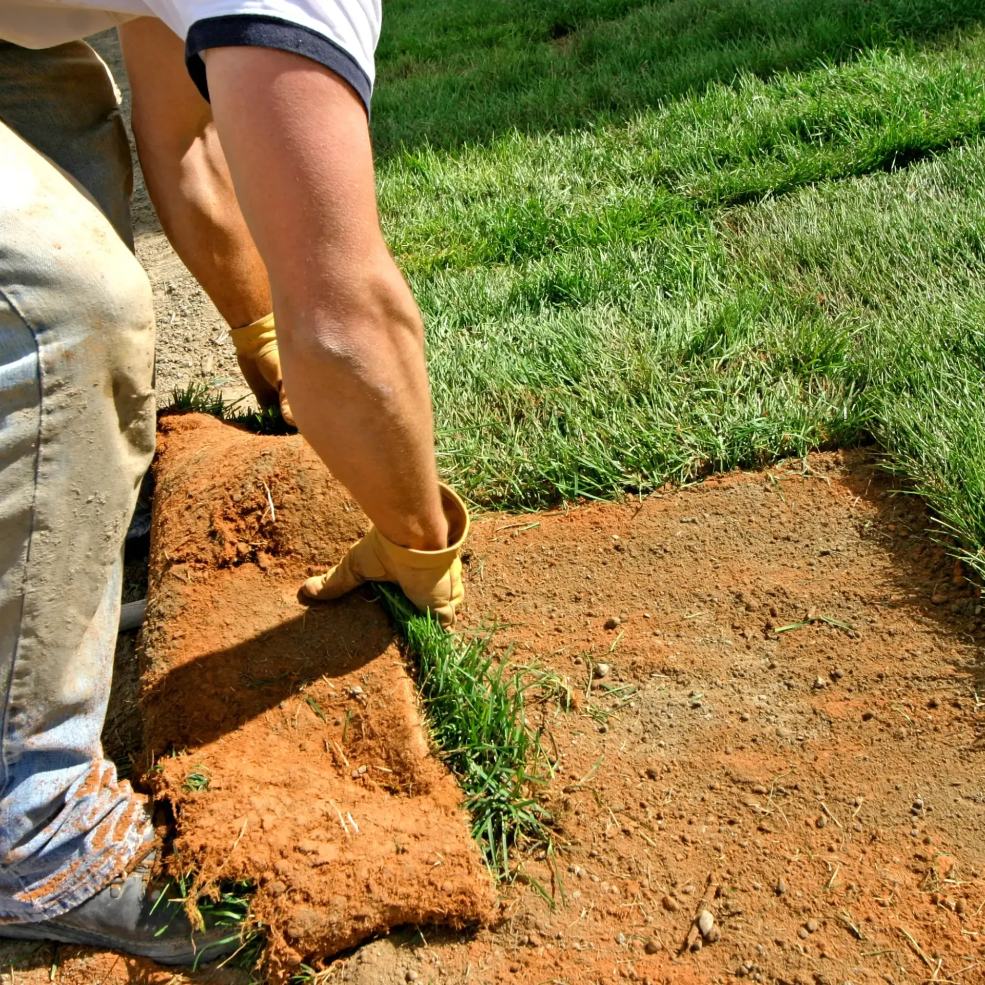 Honey Badger Lawn & Landscape - 
A person is laying grass on top of a pile of dirt.