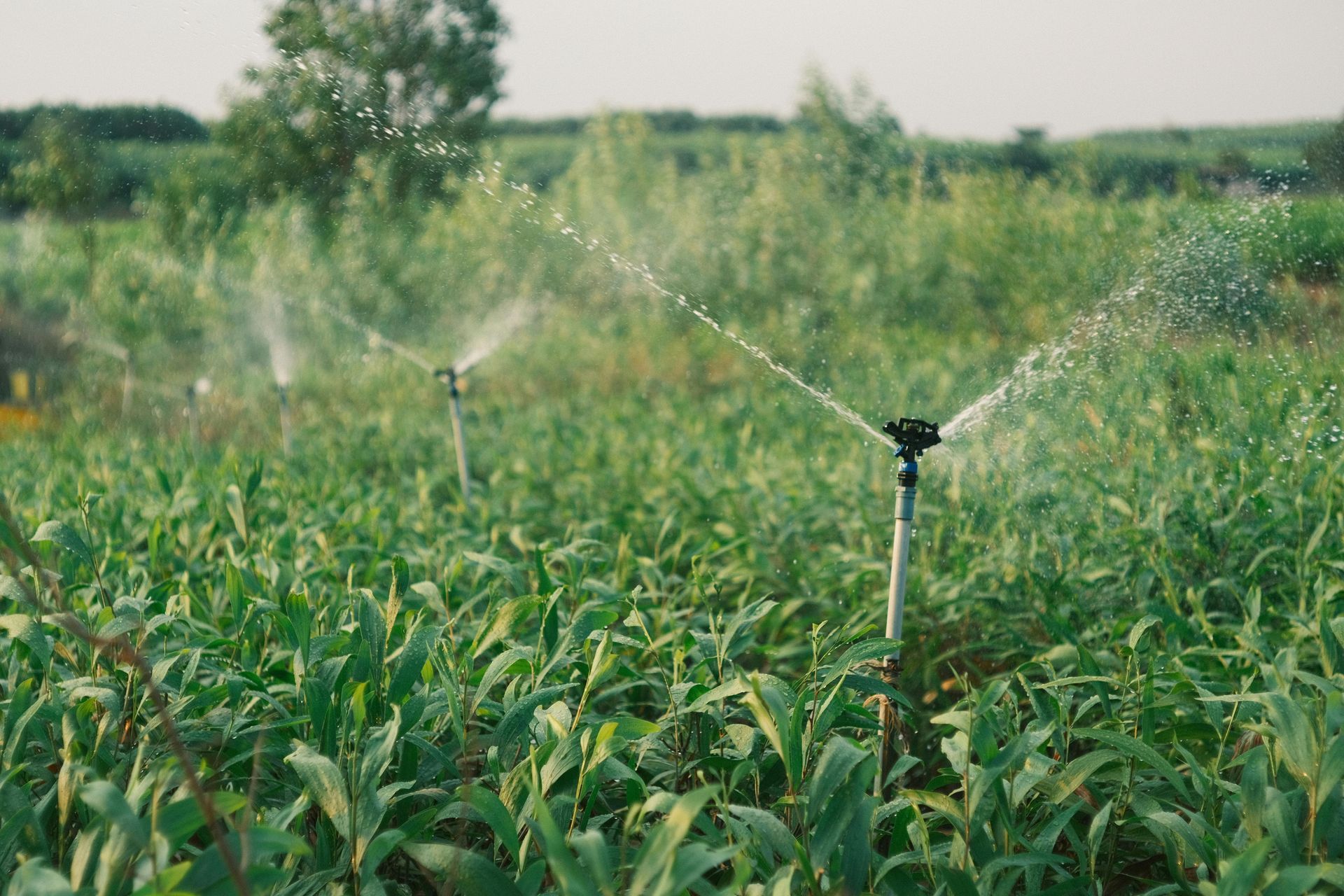 Crop field being irrigated by sprinklers with mist over green plants