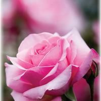 Close-up of a pink rose in full bloom, with soft petals and a blurred background.