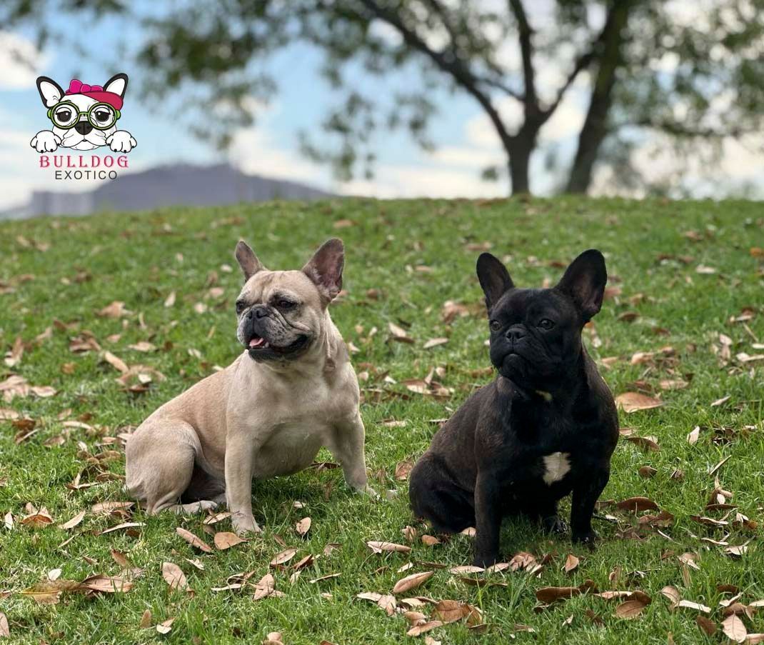 bulldog frances en venta