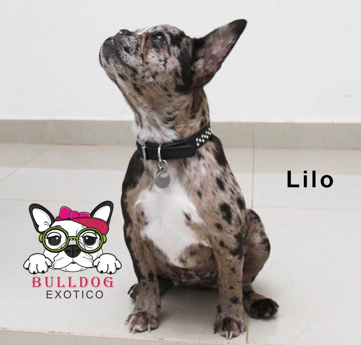 bulldog frances en venta