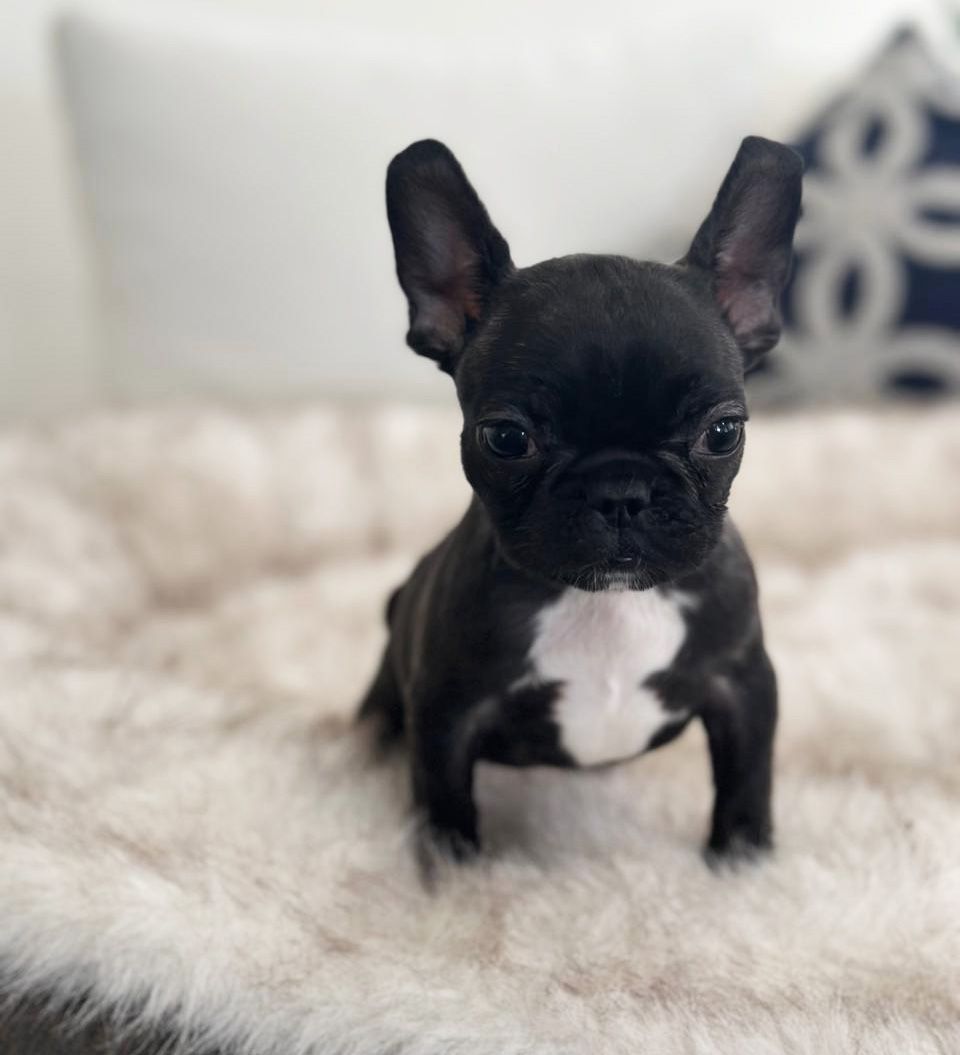 cachorro bulldog frances en venta