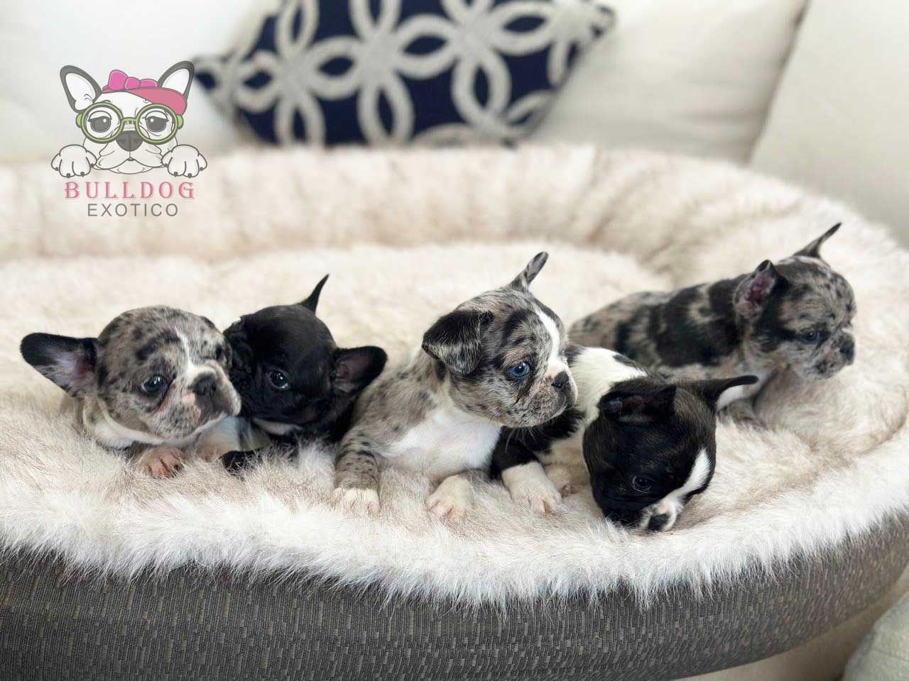 cachorro bulldog frances en venta