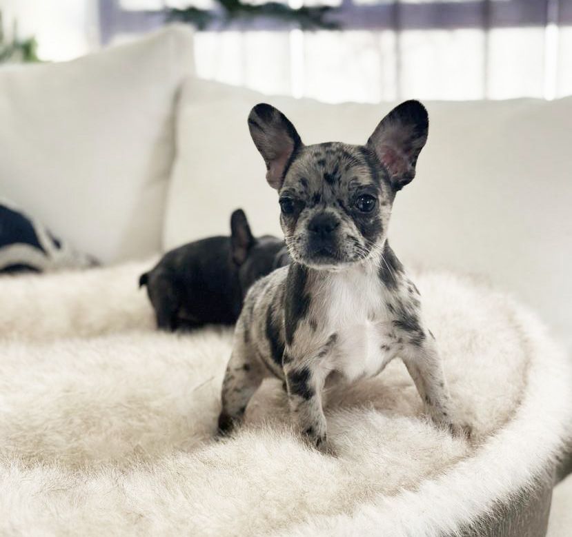 cachorro bulldog frances en venta