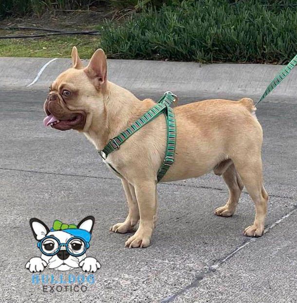 bulldog frances en venta