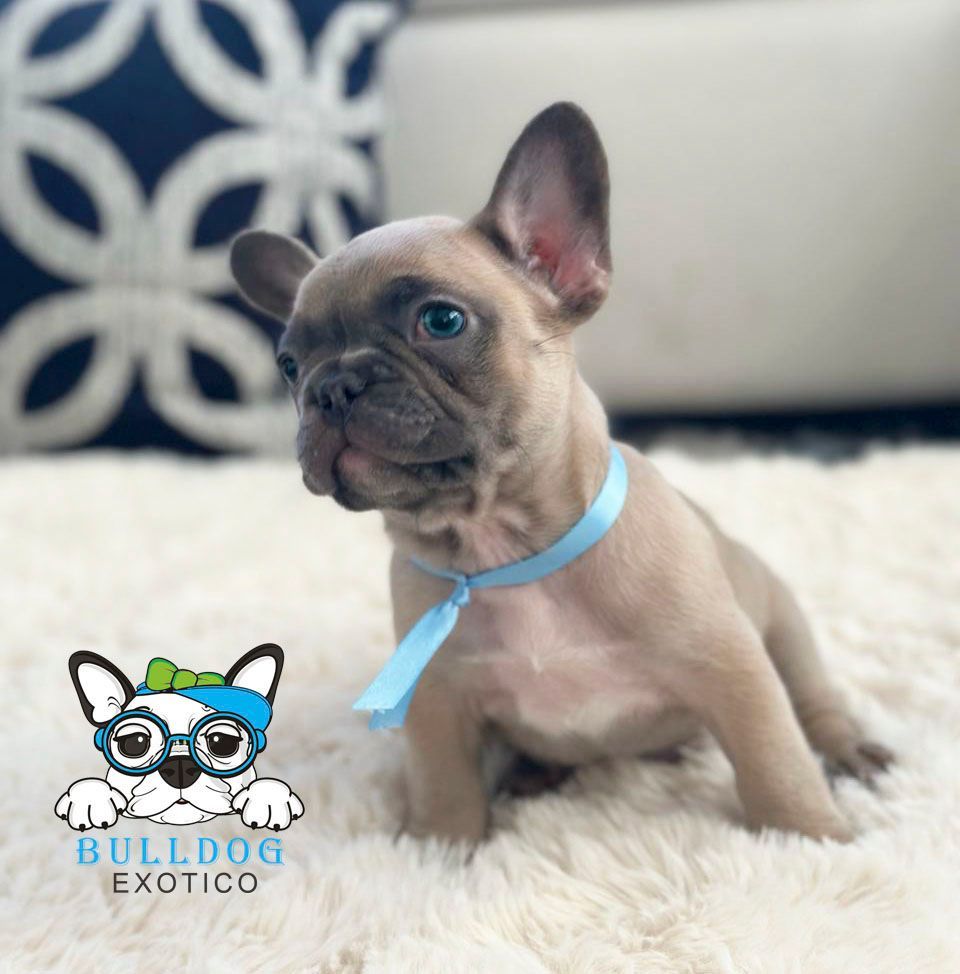 bulldog frances en venta