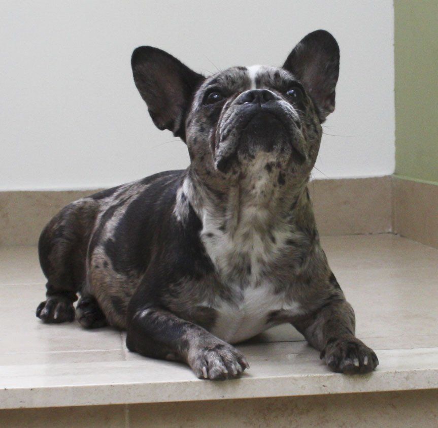 bulldog frances en Aguascalientes