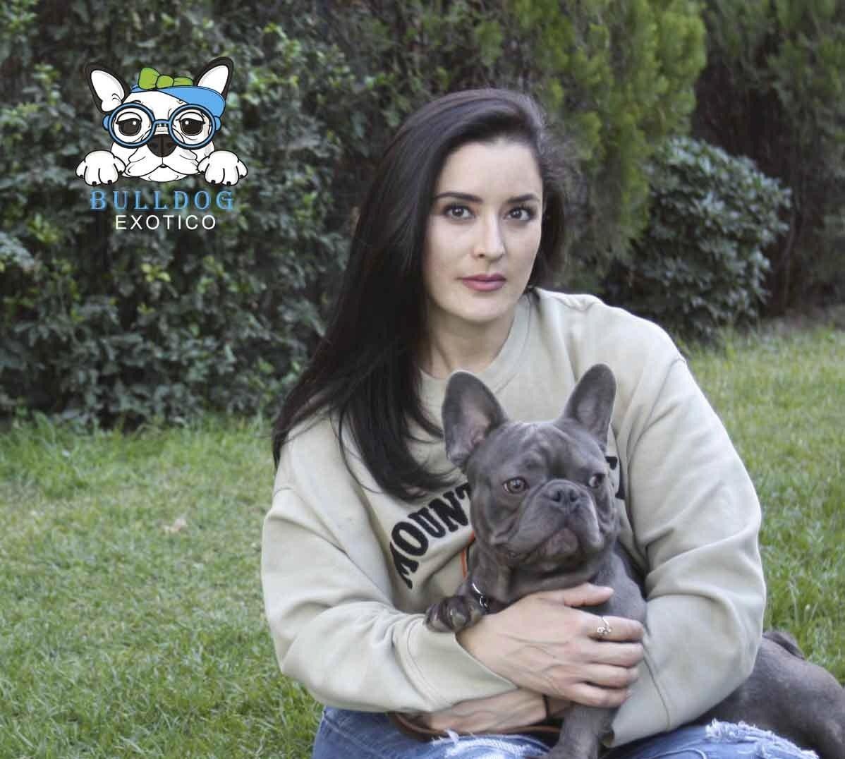 perros bulldog frances en venta