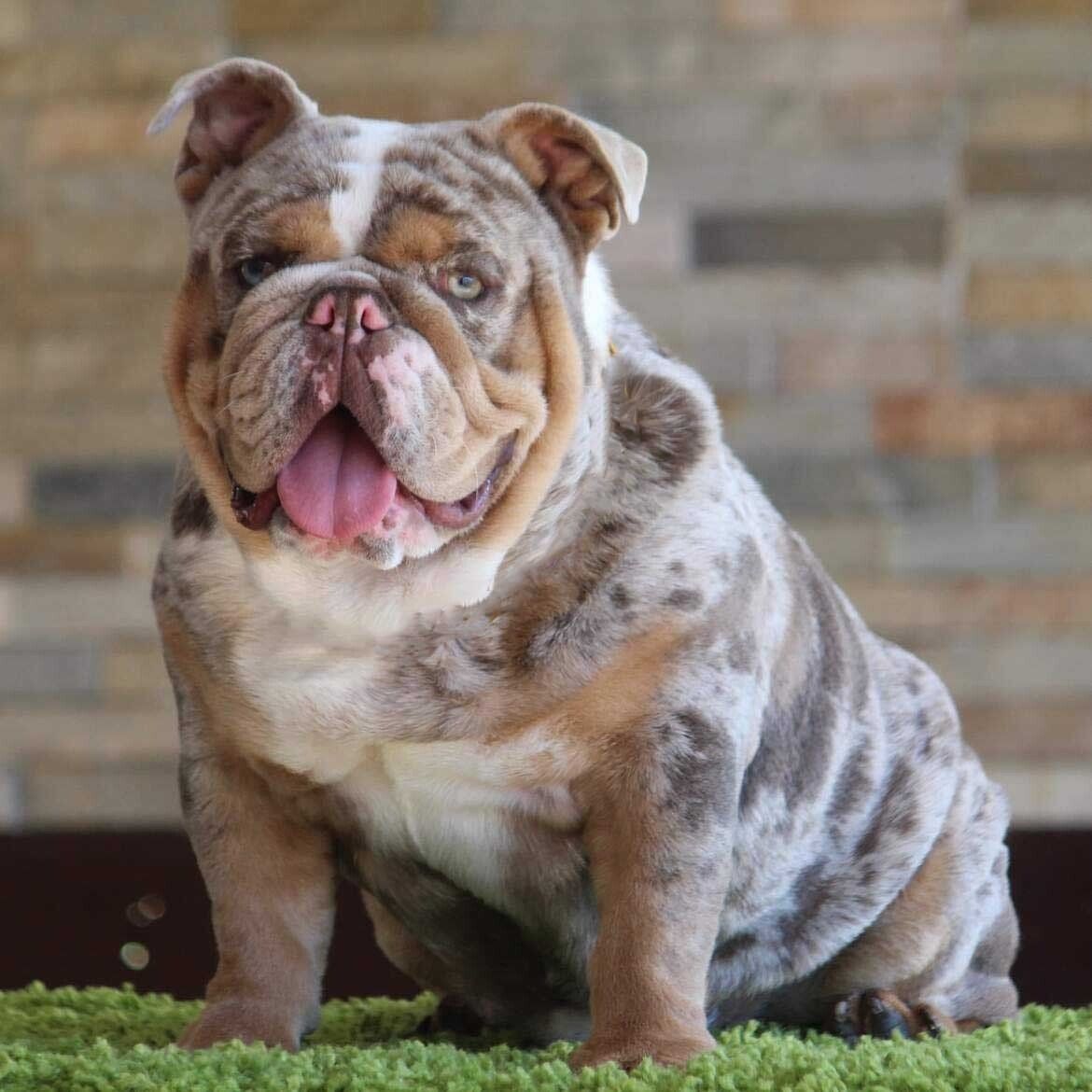 bulldog ingles en Merida