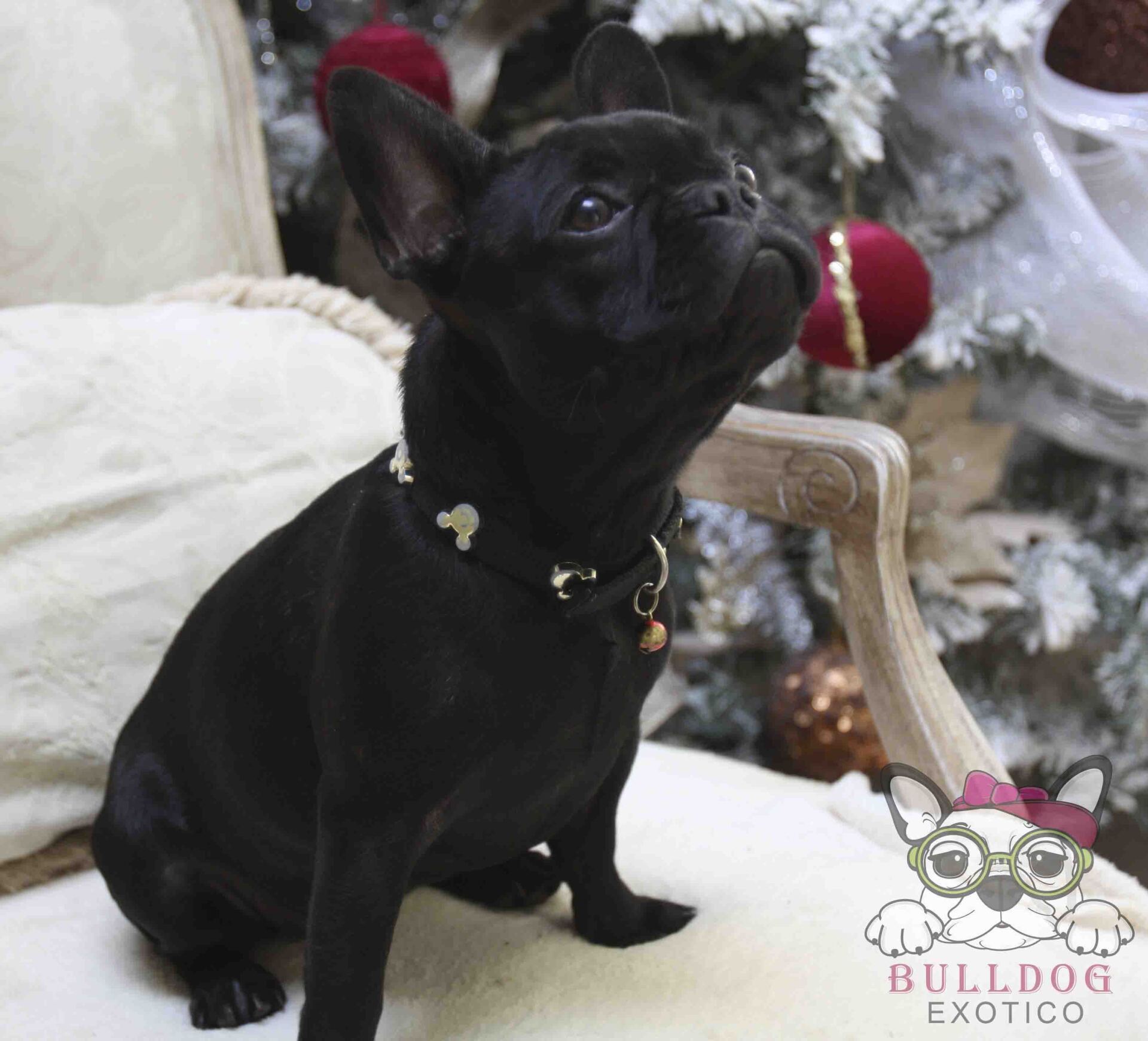 cachorro bulldog franes en venta