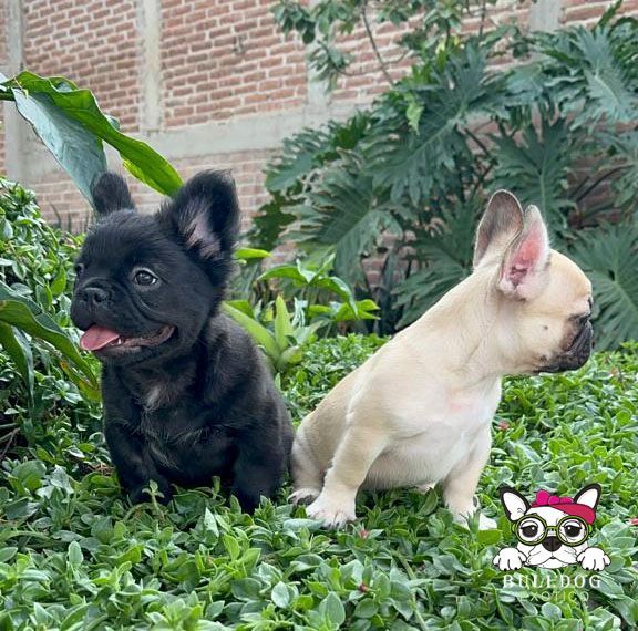 cachorro frenchie