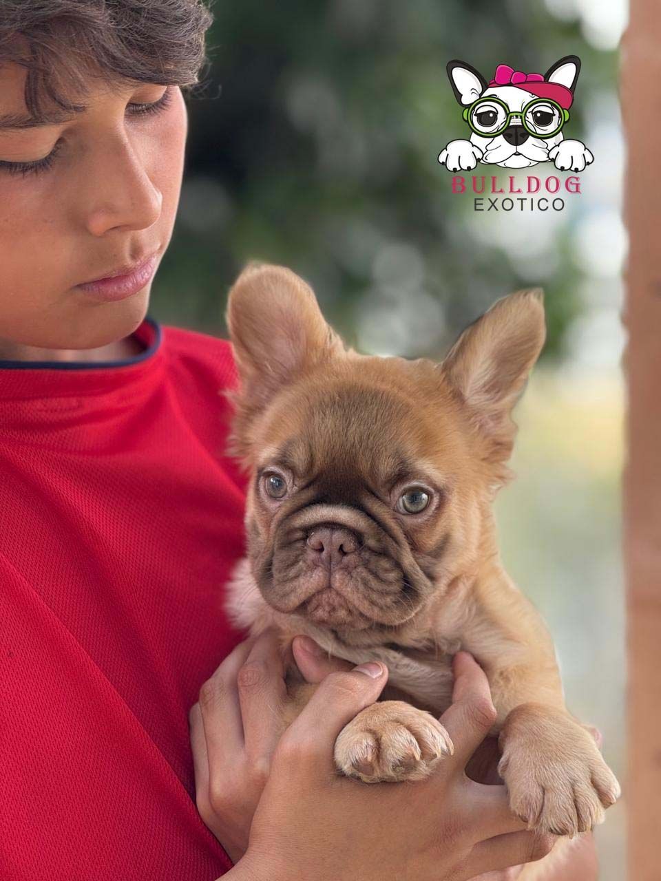 cachorro bulldog frances