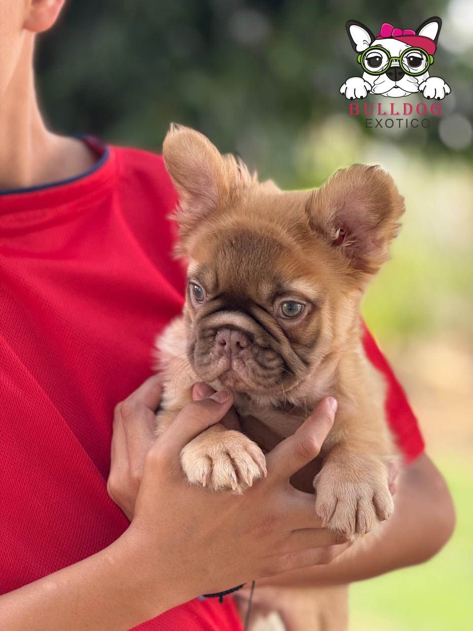 perros bulldog frances en venta