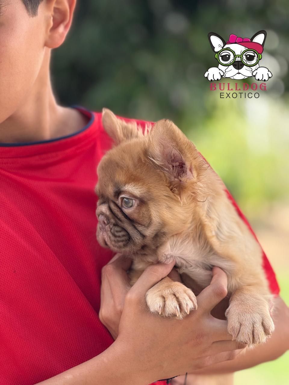 cachorro bulldog frances fluffy