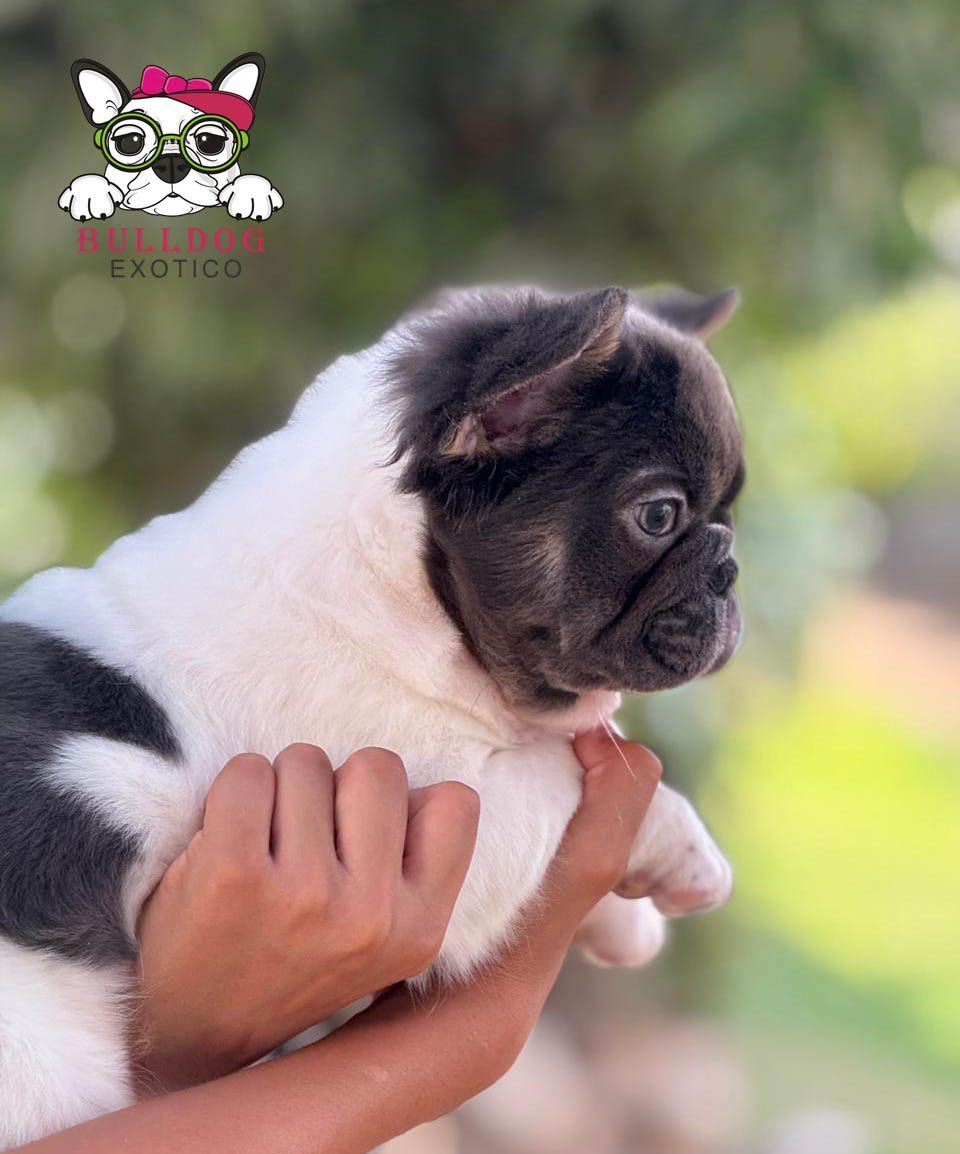 cachorro bulldog frances en venta