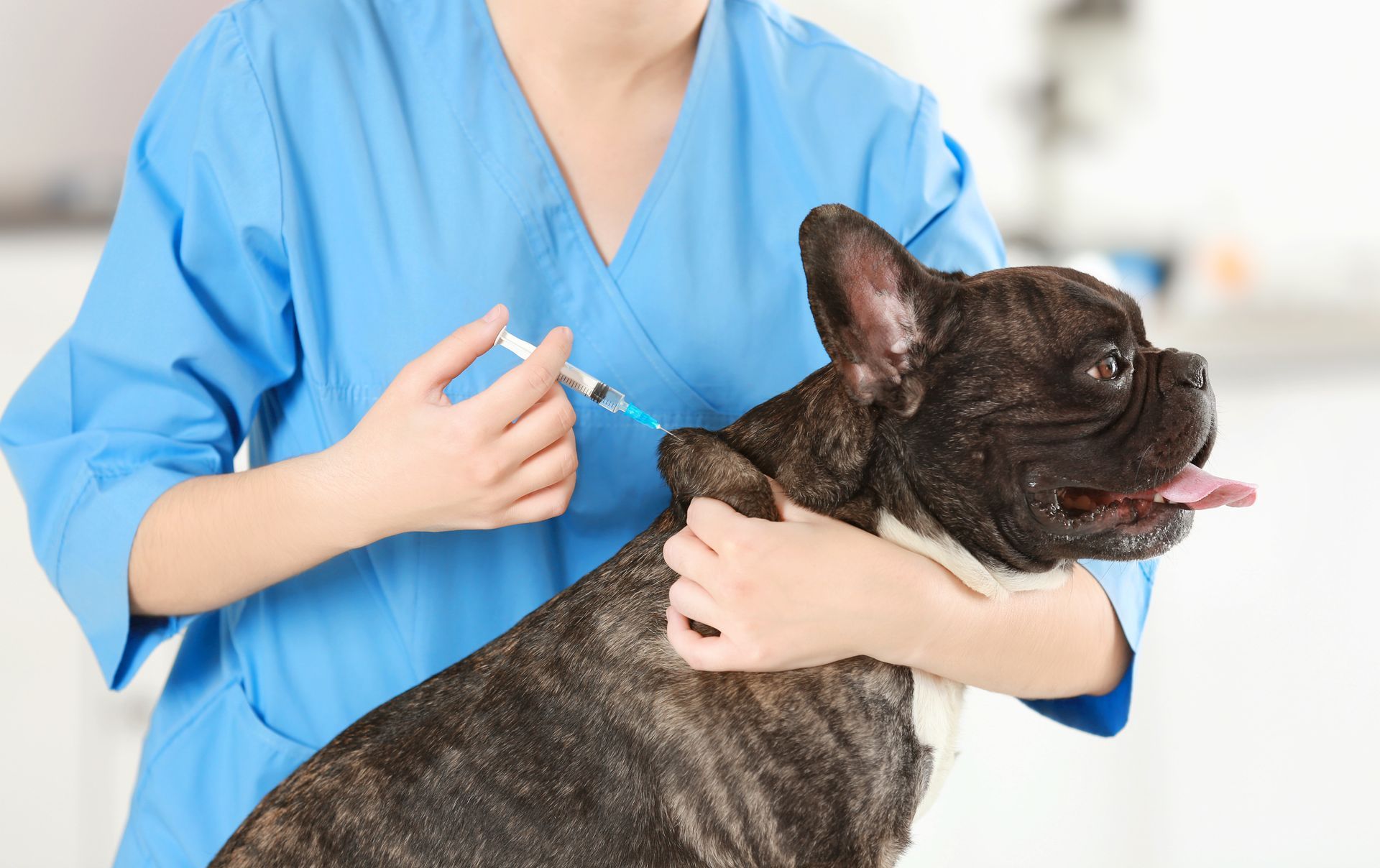 Pet vaccine administered to a dog by a veterinarian
