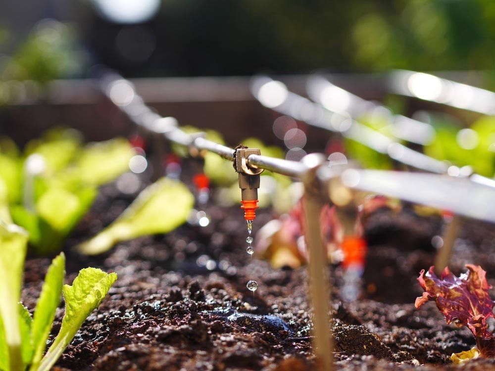 Irrigation in Garden Bed — Irrigation Supplies in Yeppoon, QLD