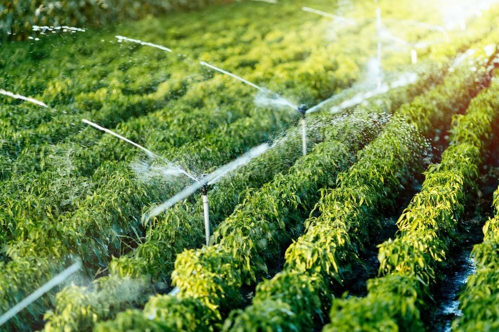 Watering Agricultural Plants — Irrigation Supplies in Yeppoon, QLD