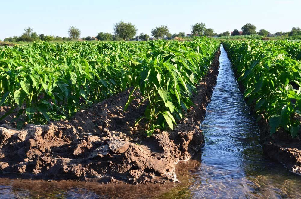 Water Irrigation — Irrigation Supplies in Yeppoon, QLD