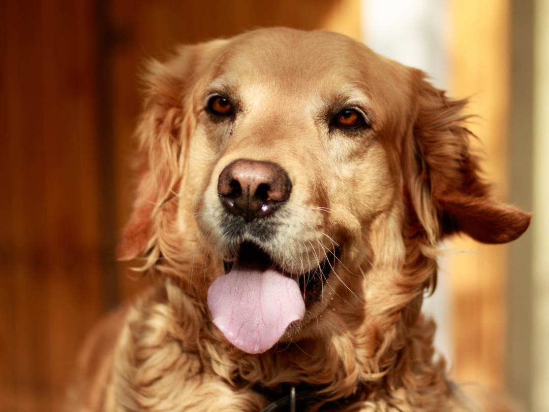 Curiosidade sobre a raça Golden Retriever