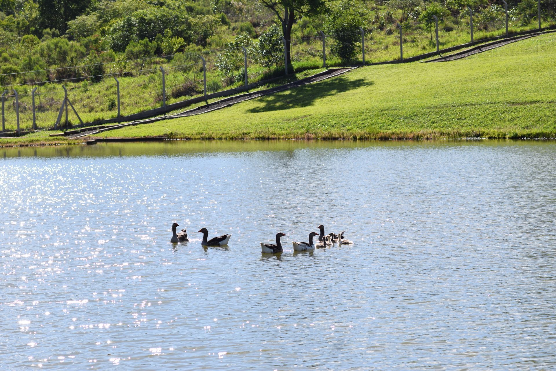 Um grupo de patos está nadando em um lago