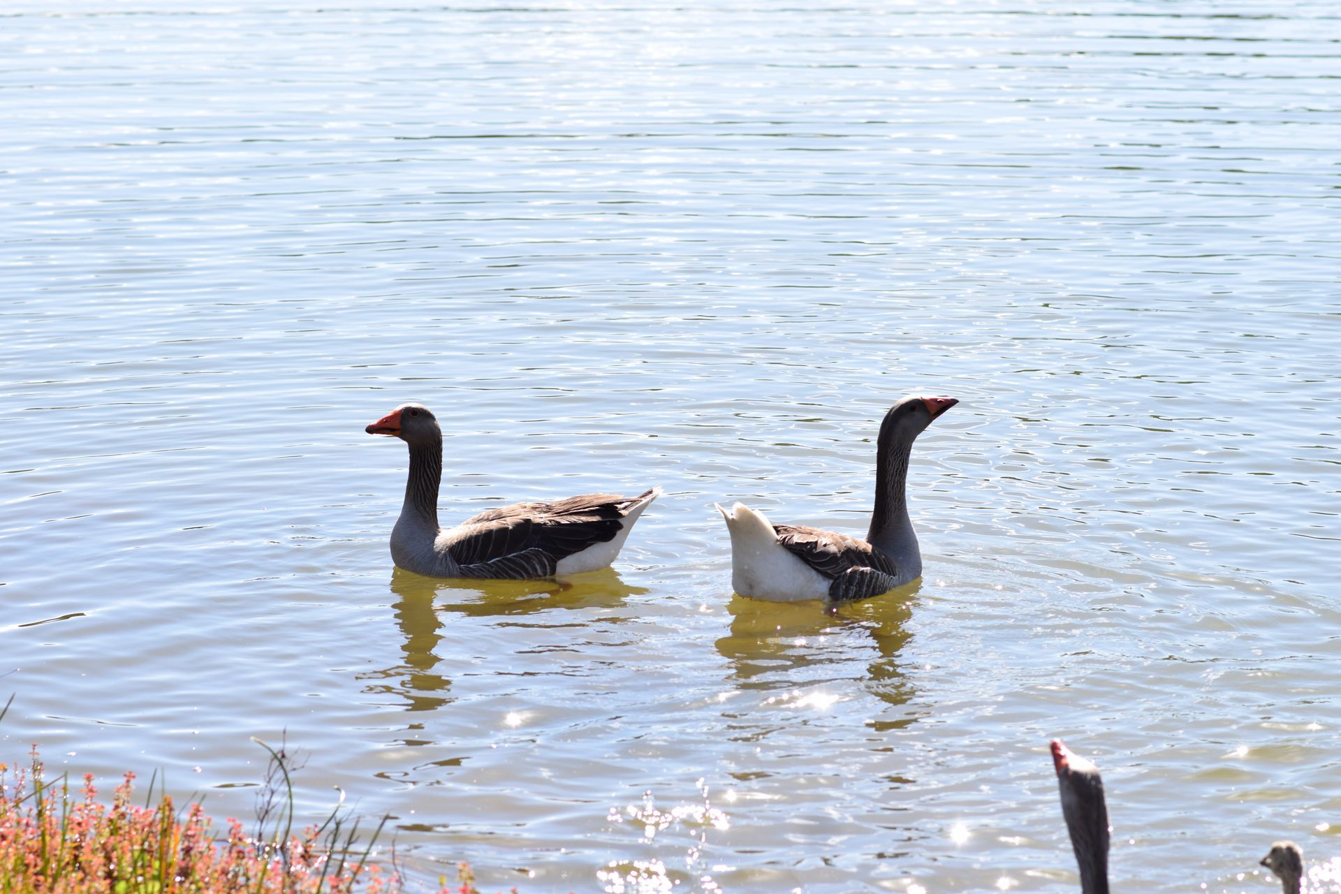 Dois patos estão nadando em um lago em um dia ensolarado.