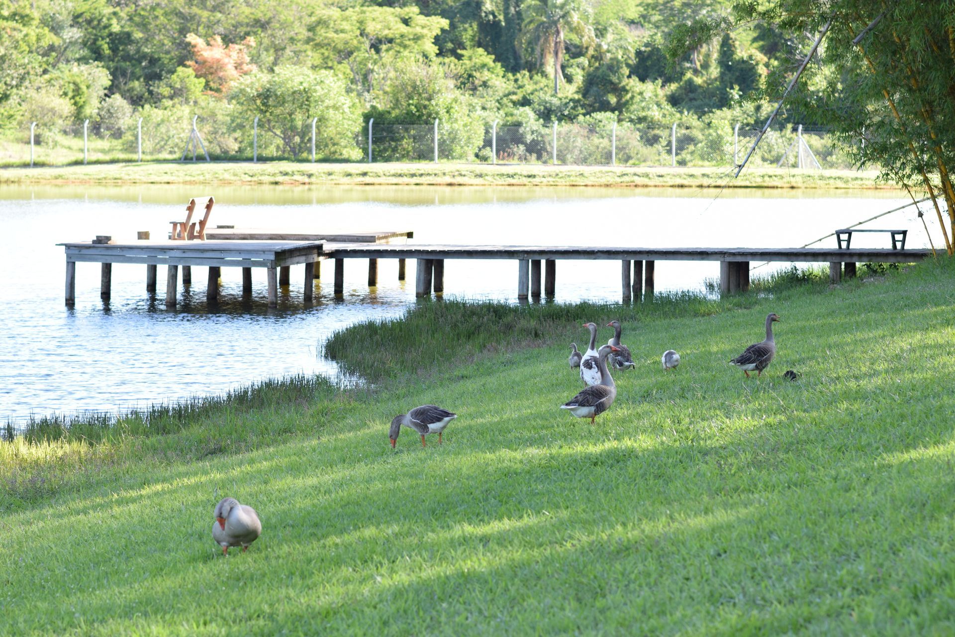 Um grupo de patos está parado na grama perto de um lago