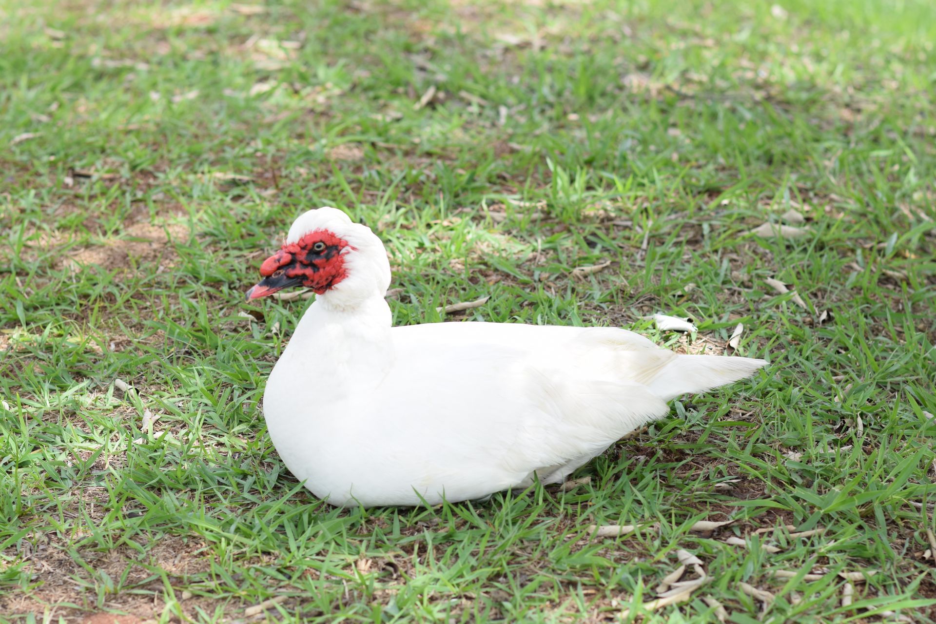 Um pato branco com um bico vermelho está sentado na grama.