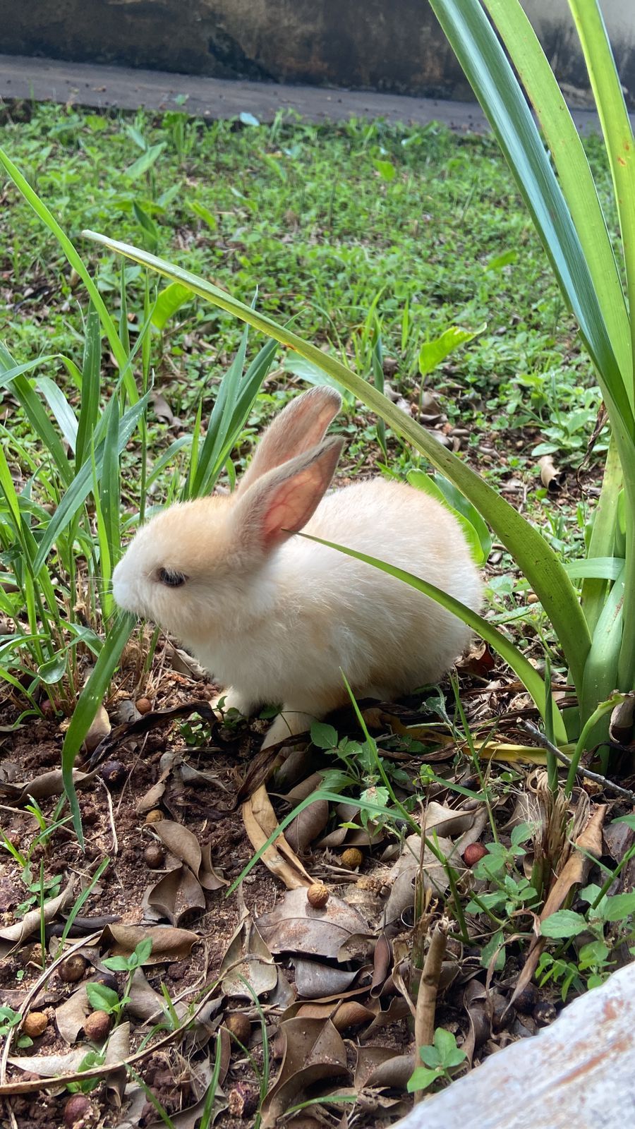 Um pequeno coelho branco está sentado na grama.