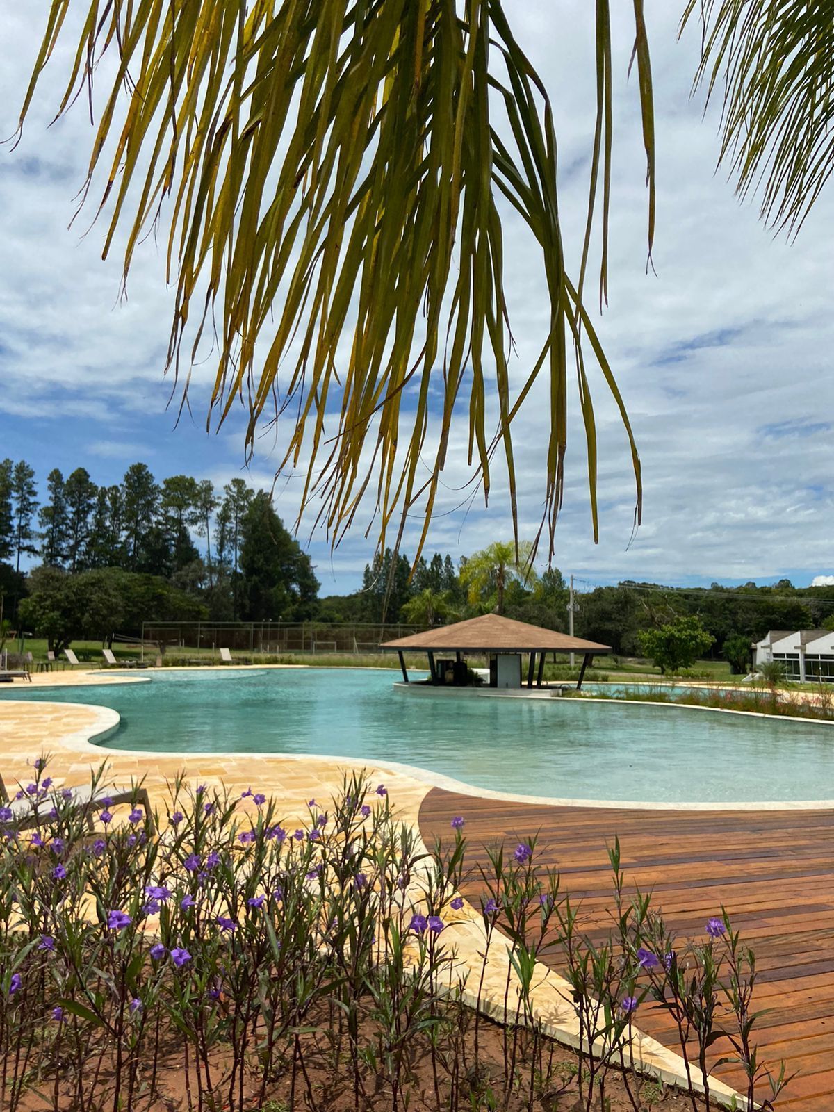 Uma grande piscina com uma palmeira em primeiro plano