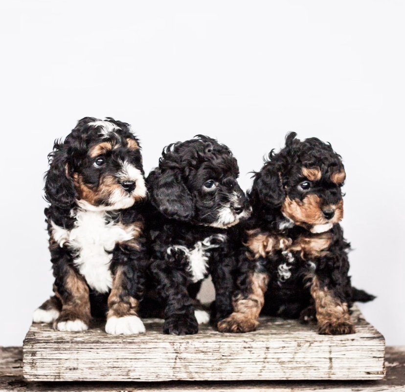 Puppies for Sale in Pennsylvania NO PUPPY MILLS