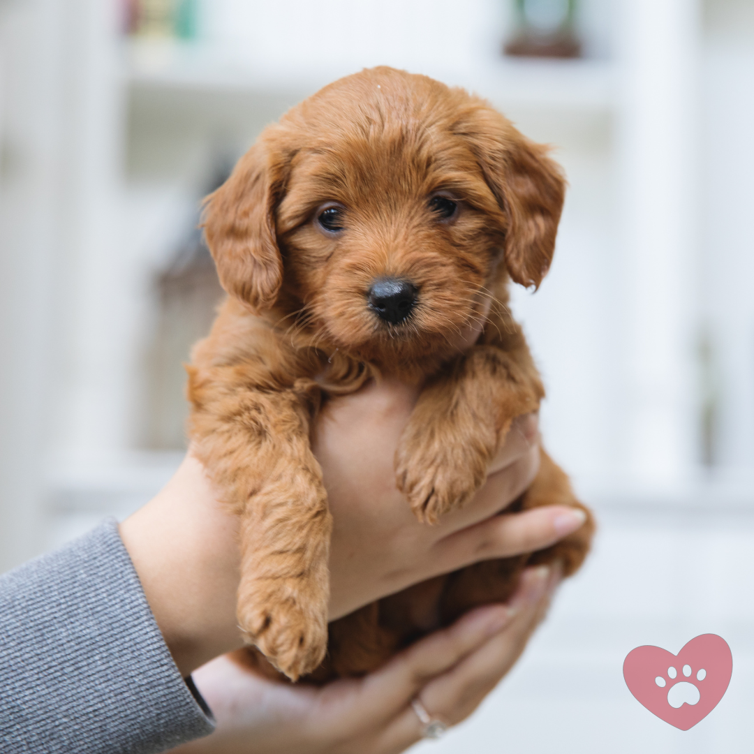 Watson- Homemade Puppies