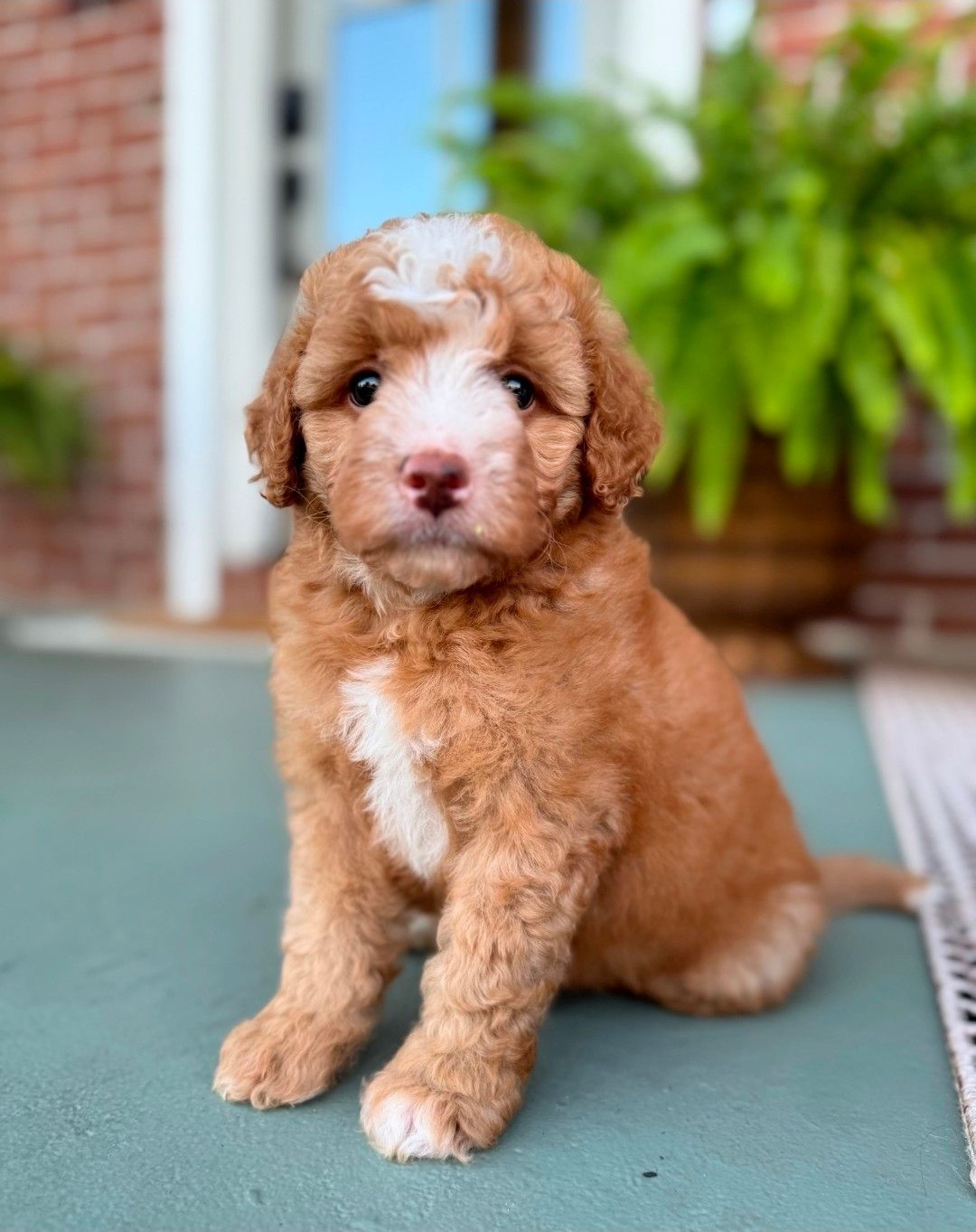 Capri - Mini Bernedoodle (Female) $1200