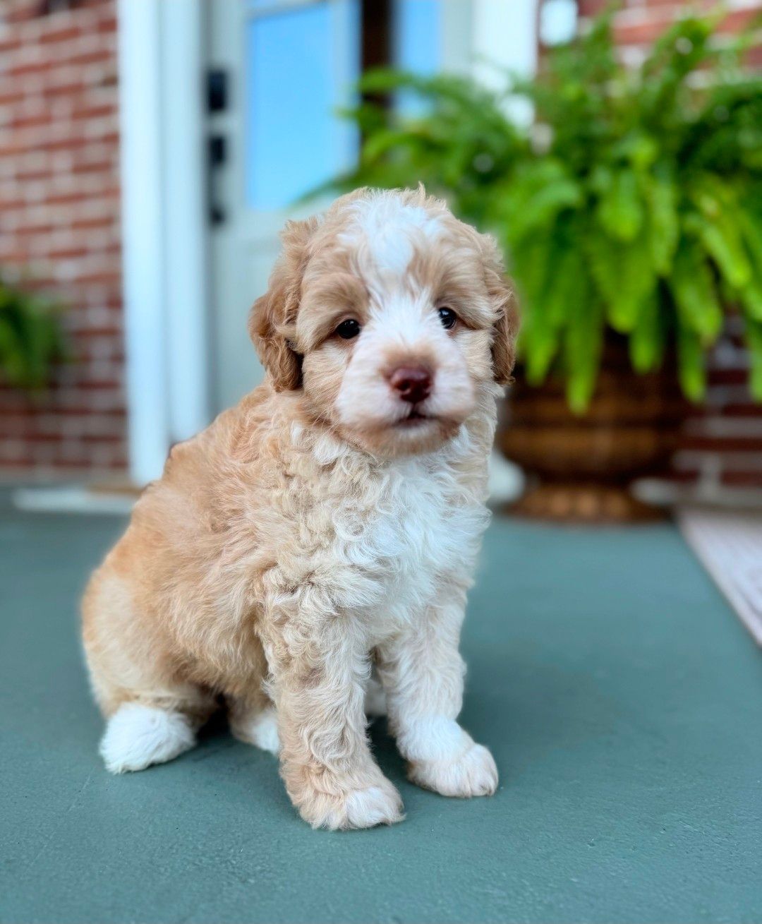 Forrest - Mini Bernedoodle (Male) $1200