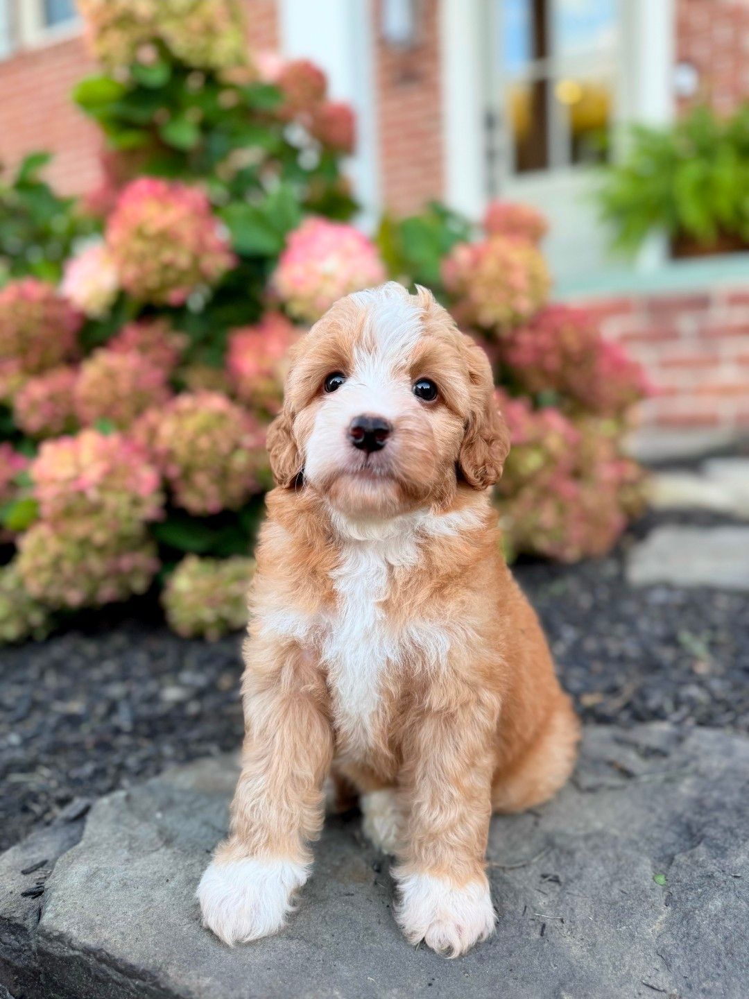 George - Mini Bernedoodle (Male) $1200