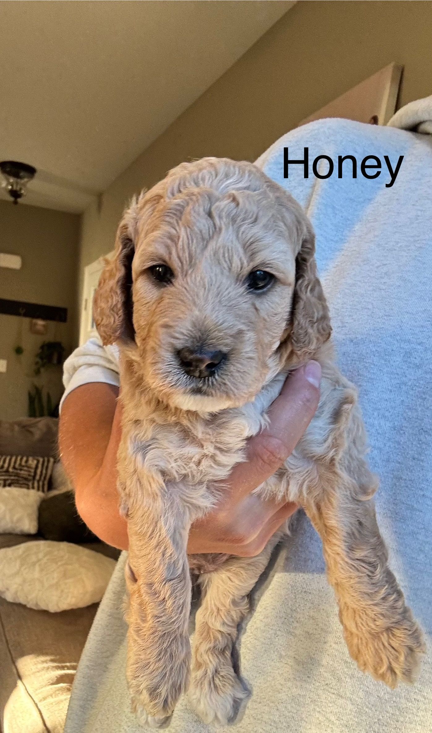 Honey- F1b Mini Goldendoodle (Female) $1500