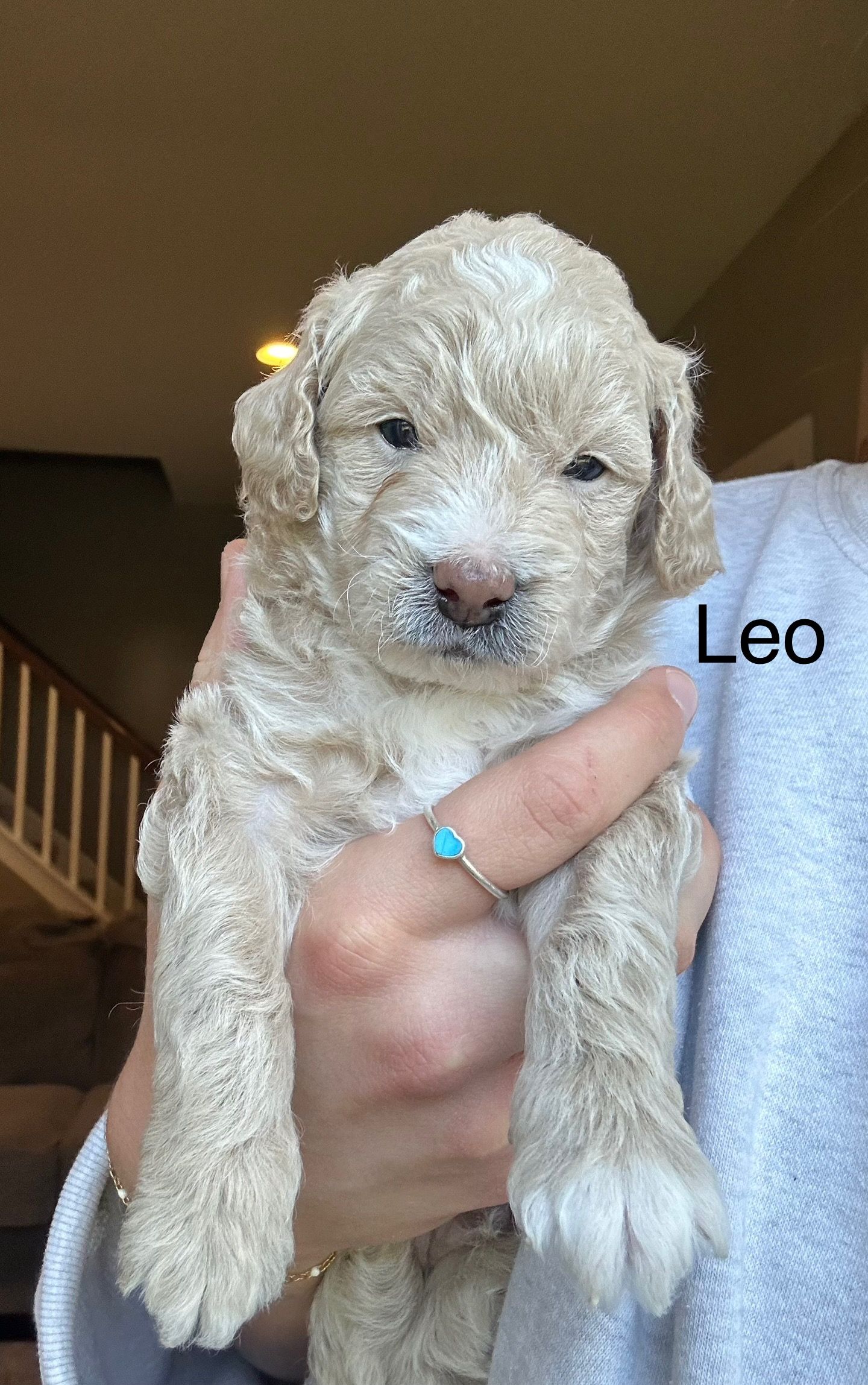 Leo- F1b Mini Goldendoodle (Male) $1500