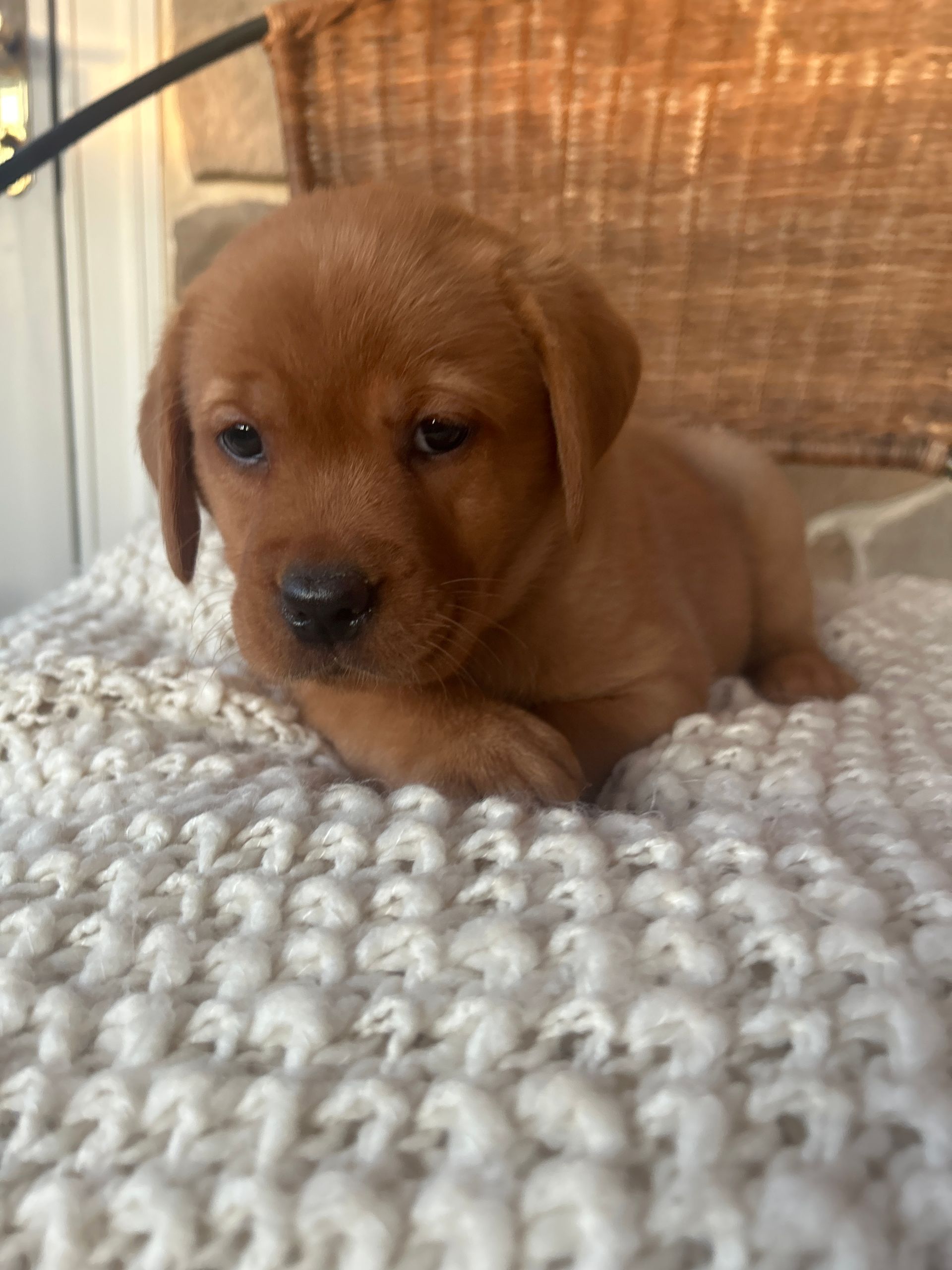 Lucy- Fox Red English Labrador Retriever (Female) $1000
