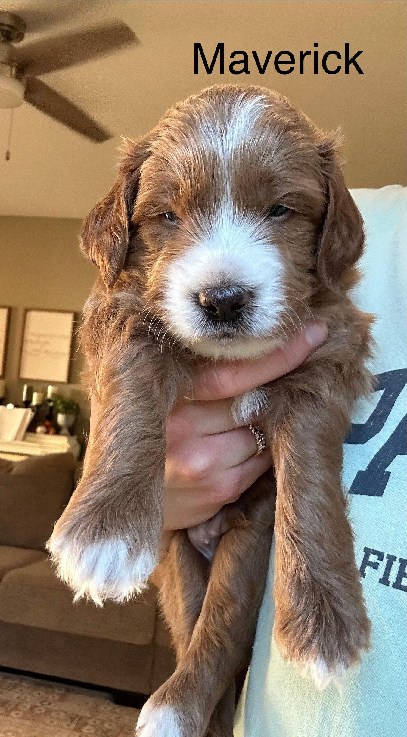 Maverick - F1b Mini Goldendoodle (Male) $1500