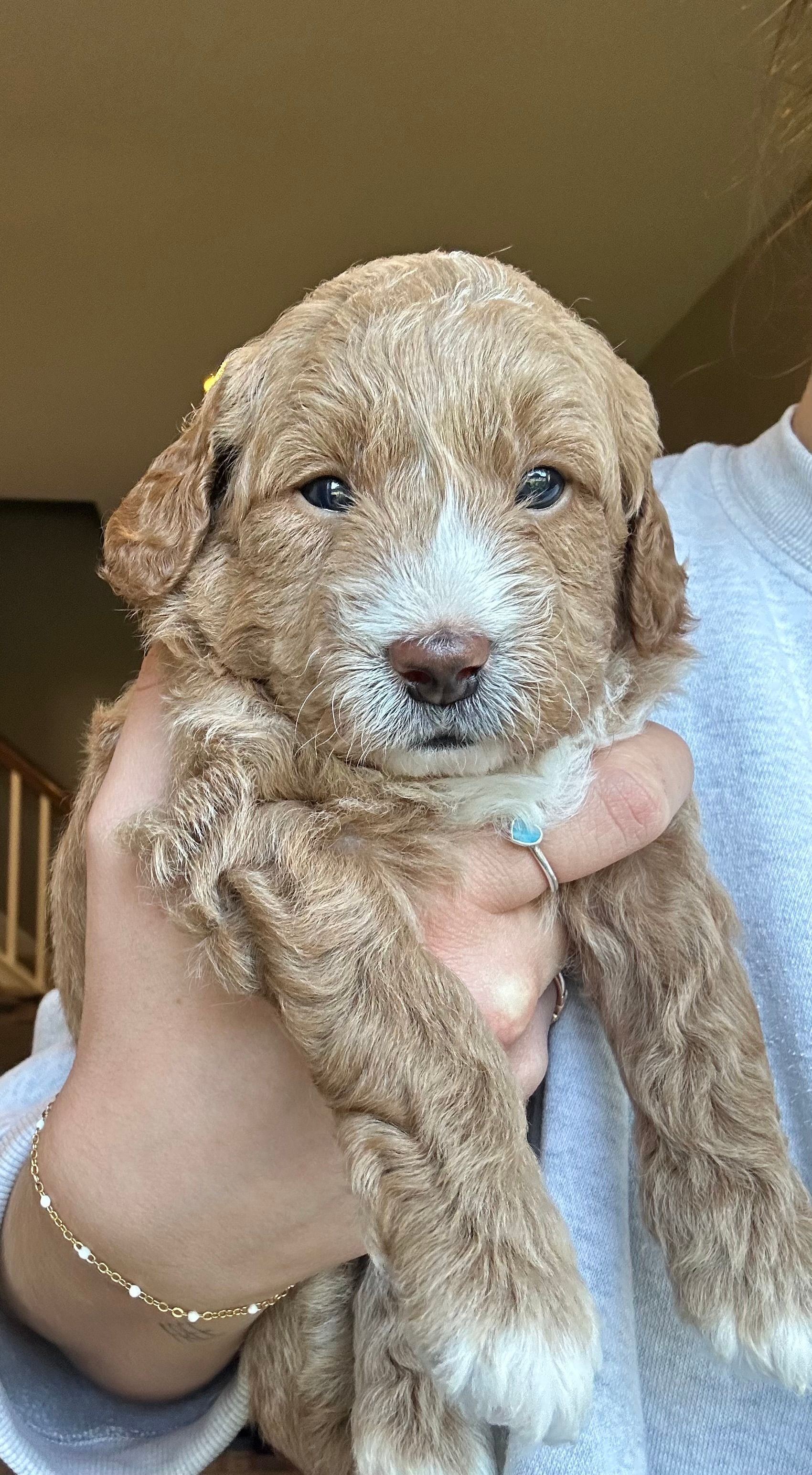 Max- F1b Mini Goldendoodle (Male) $1500