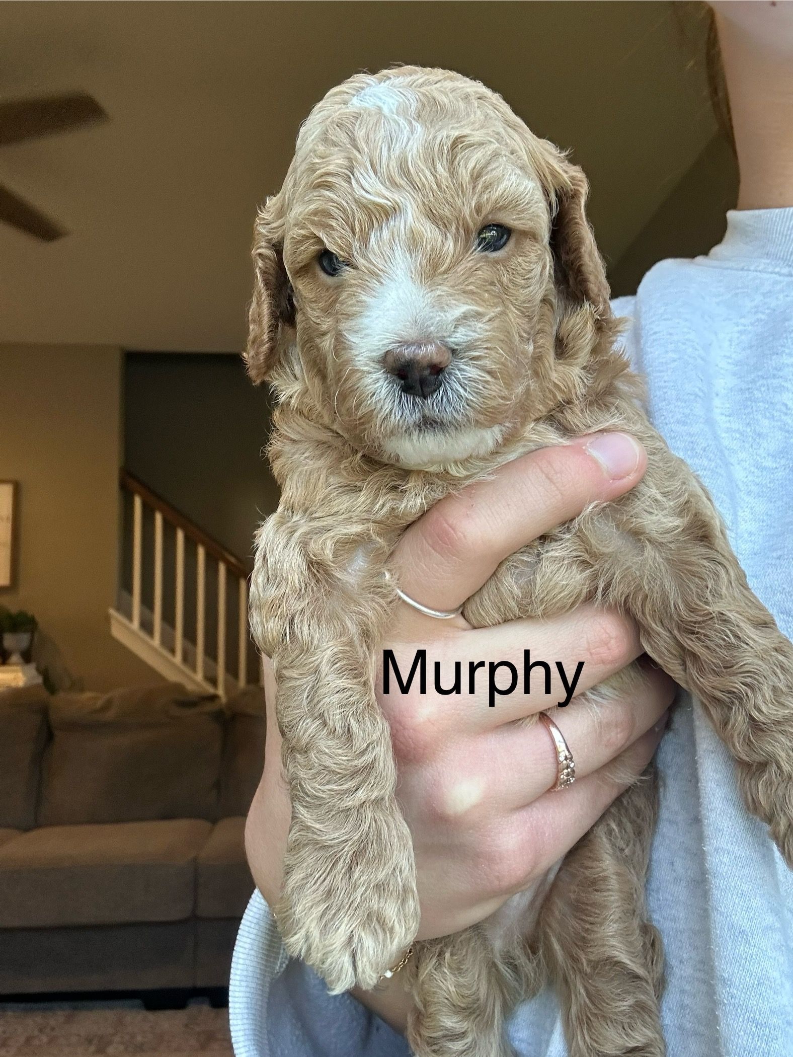 Murphy- F1b Mini Goldendoodle (Male) $1500