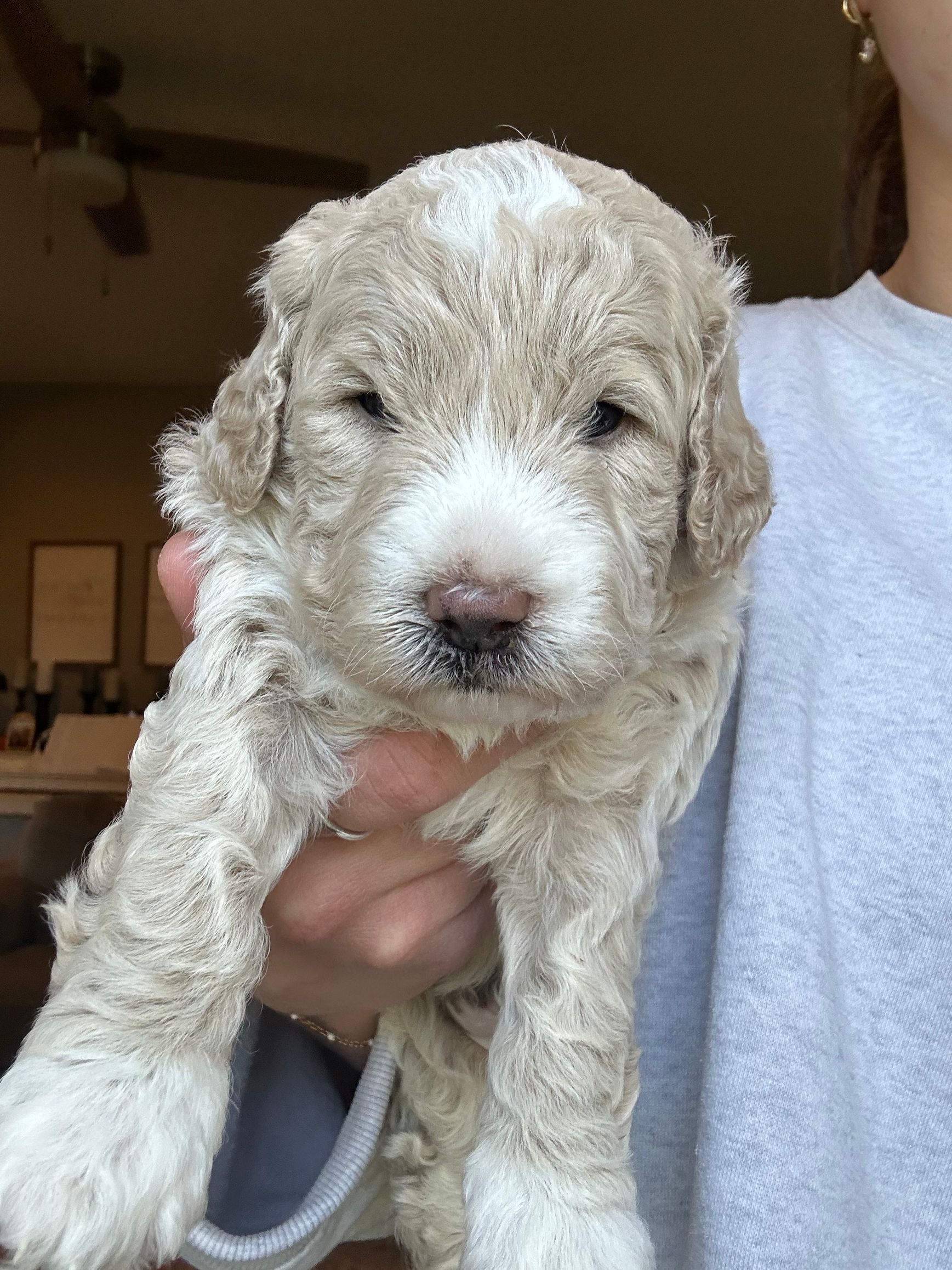 Ollie - F1b Mini Goldendoodle (Male) $1500