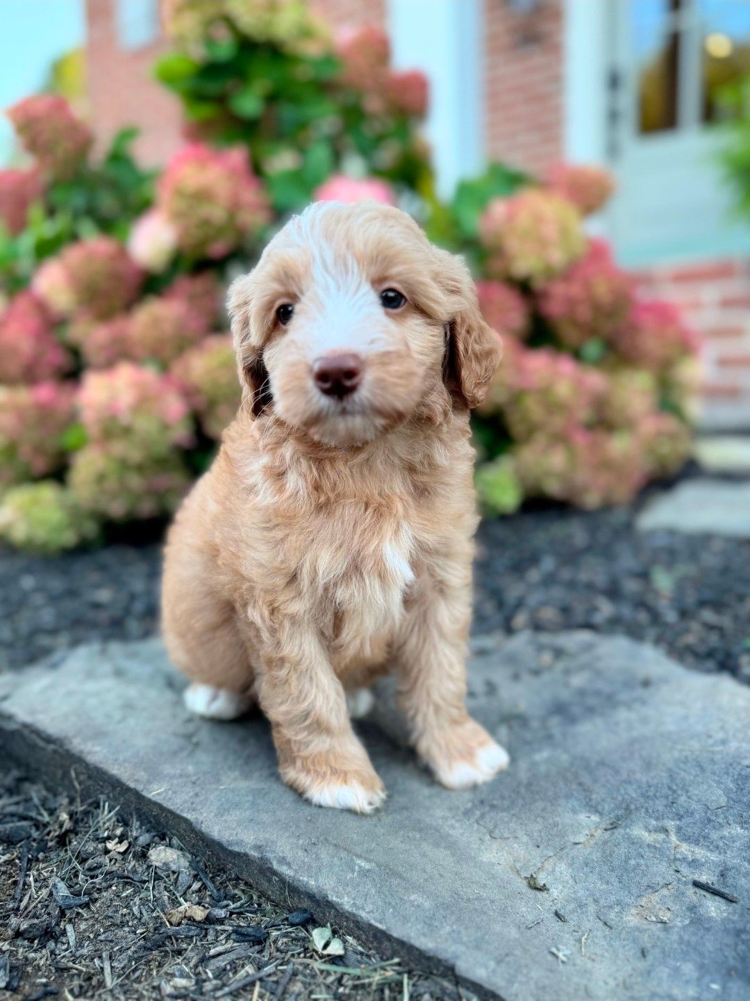 Pibble - Mini Bernedoodle (Male) $1200