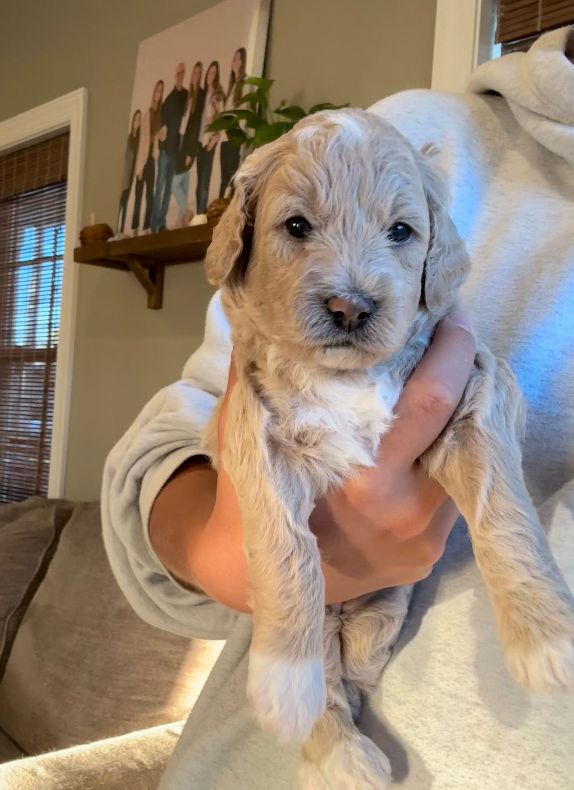 Stella- F1b Mini Goldendoodle (Female) $1500