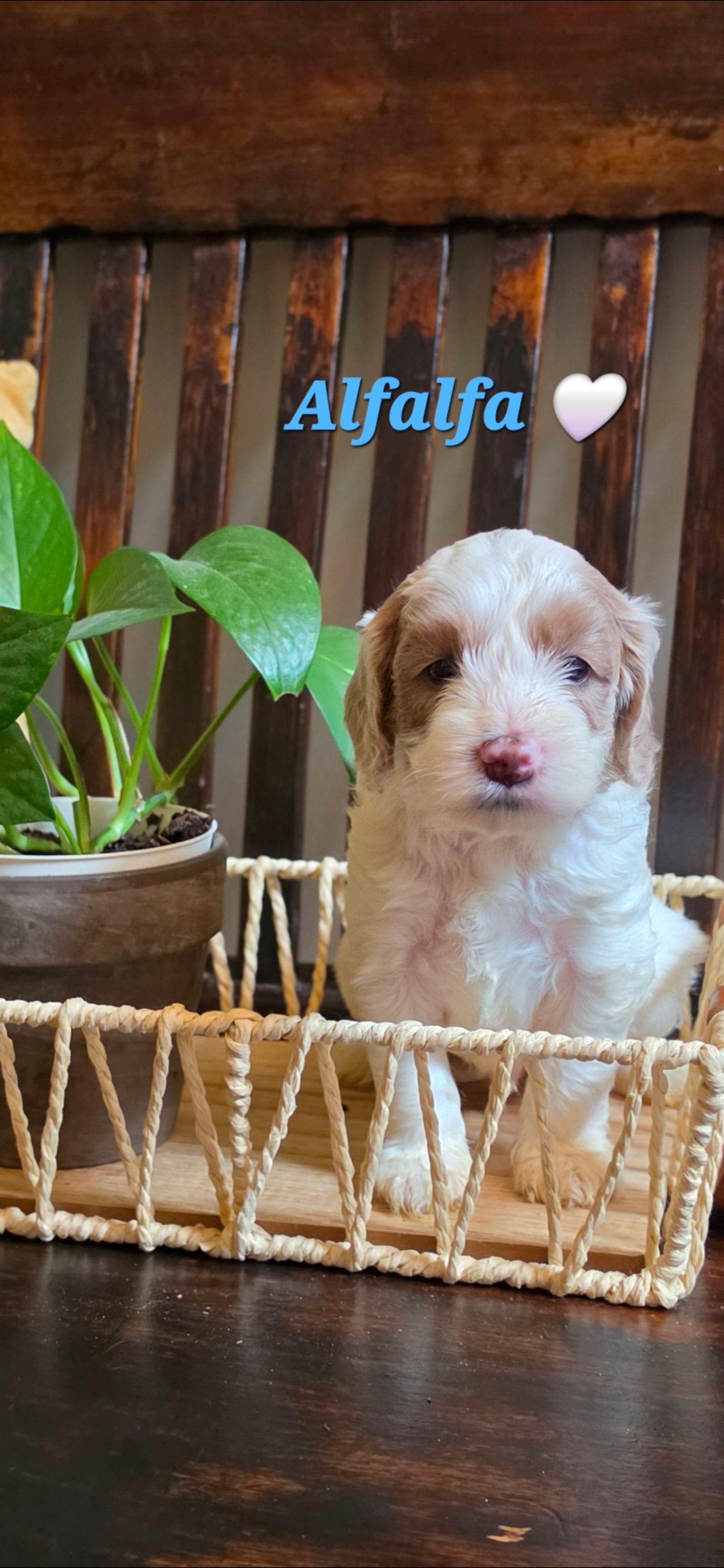 Alfalfa - Cockapoo (Male) $2200