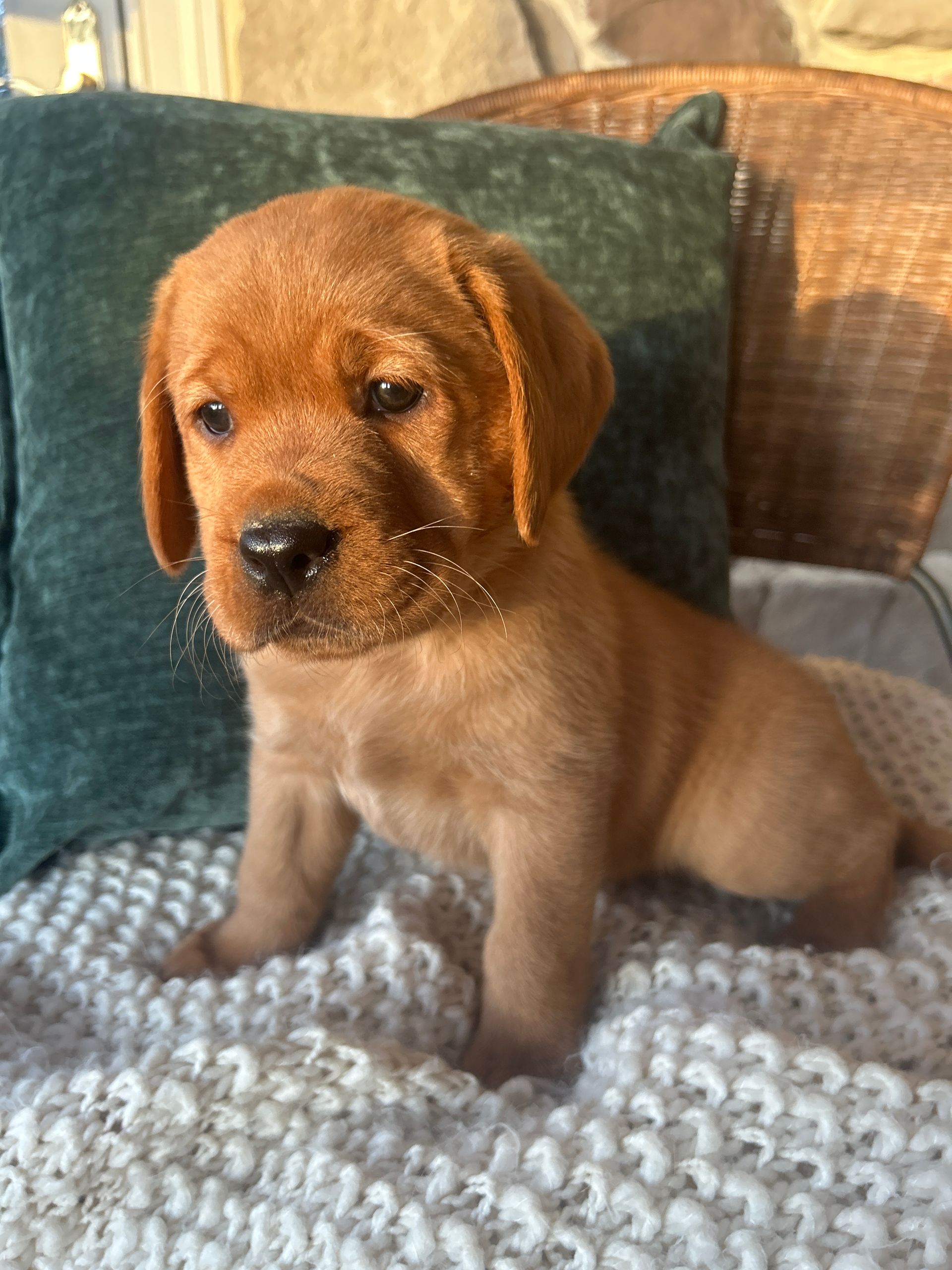Bailey- Fox Red English Labrador Retriever (Female) $1000