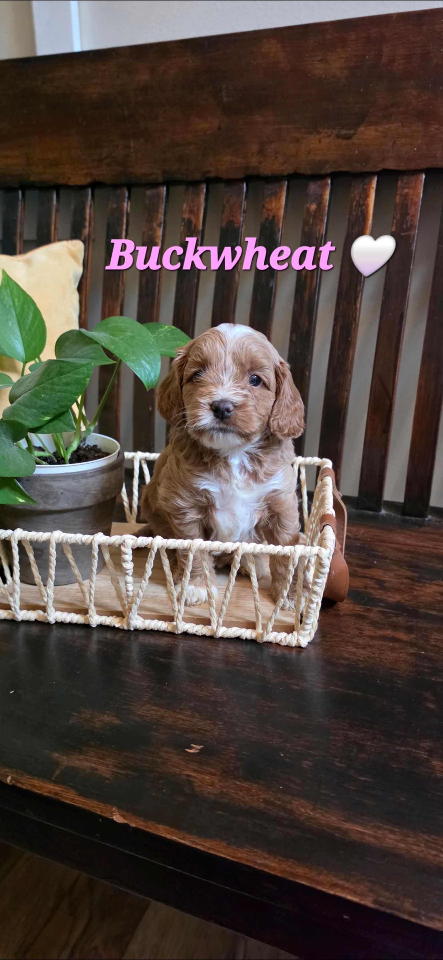 Buckwheat - Cockapoo (Female) $2200