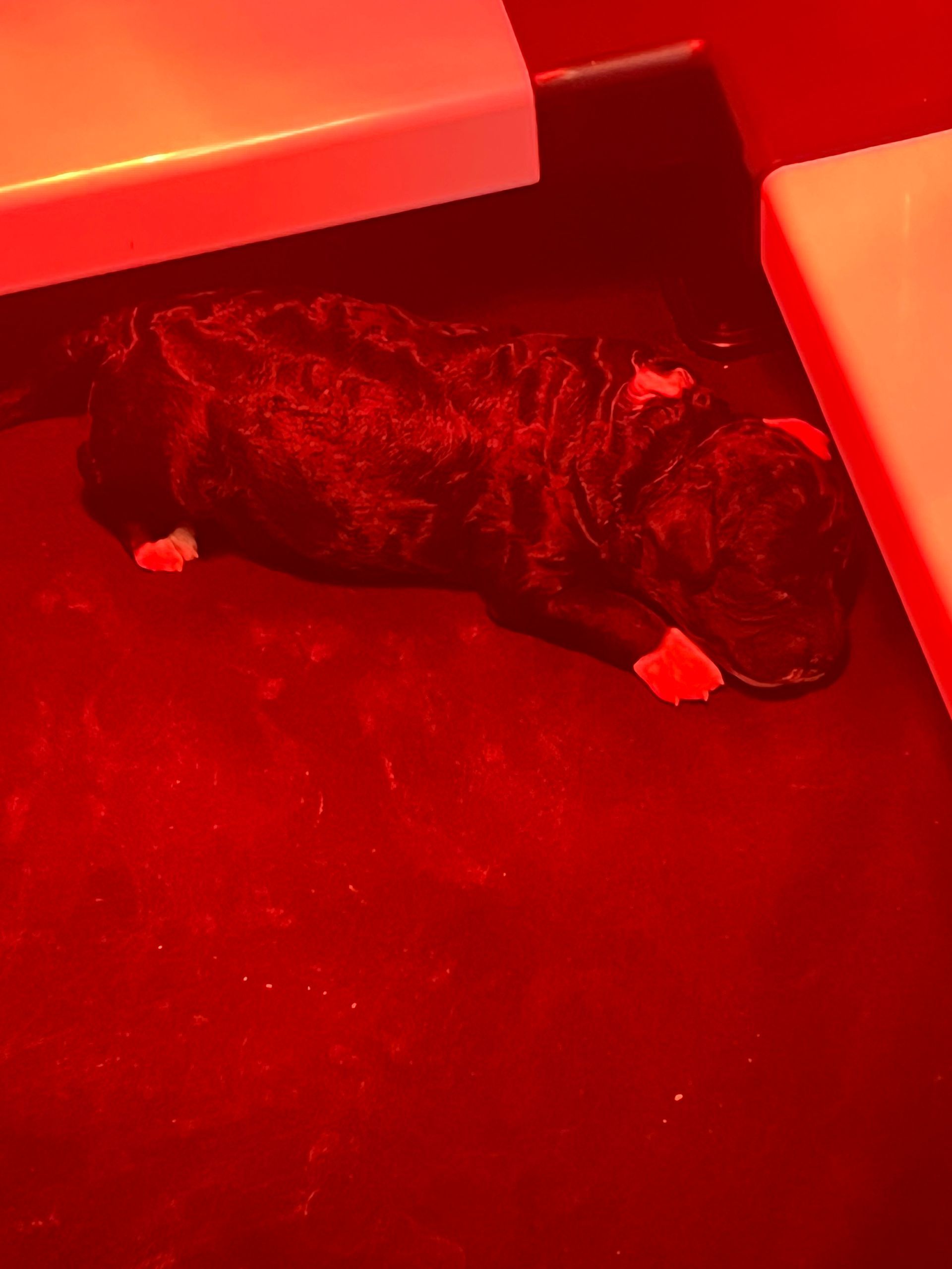 Dashy - F1bb Toy Cockapoo(Female) 1500