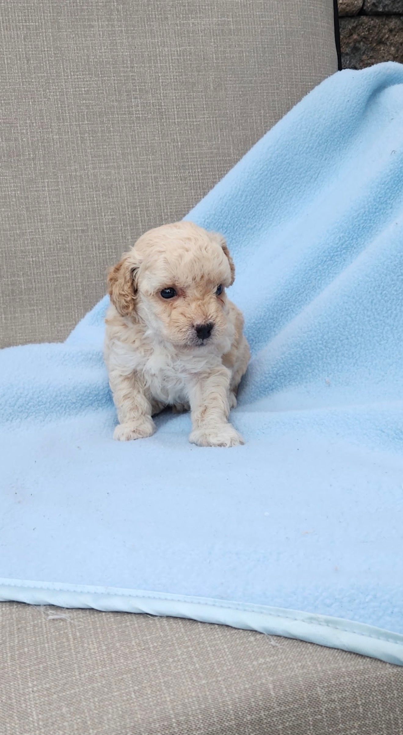 Duke - F1b Havapoo (Male) $725