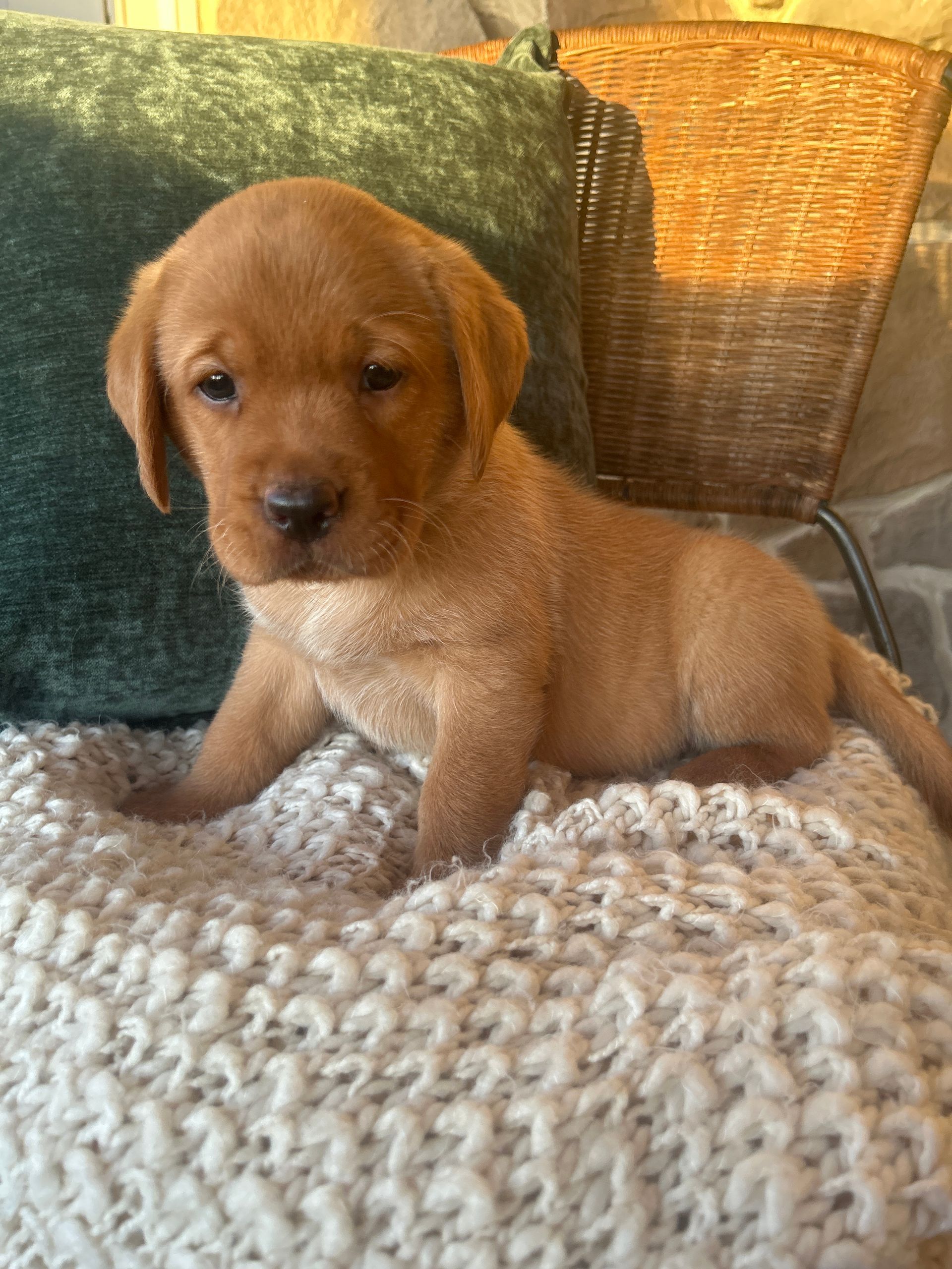 Ember- Fox Red English Labrador Retriever (Female) $1000